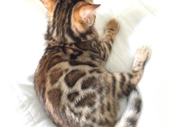 Bengal cat, bengalkattungar