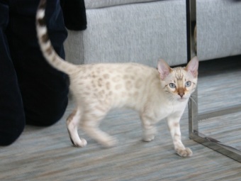 Bengal