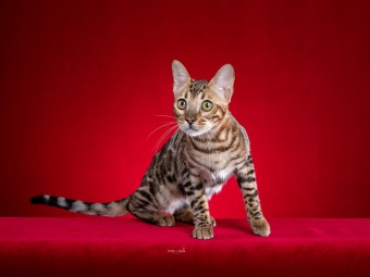 Bengalkatt