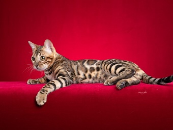 Bengal cat