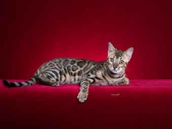 Bengal katt