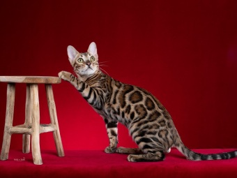 Bengal cat