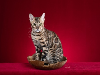 Bengal katt