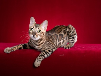 Bengal katt