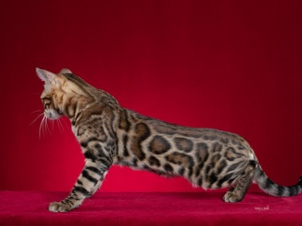 Svartspotted bengal