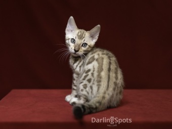 snöspotted bengal, bengakattungar, bengaluppfödare, bengaluppfödare Stockholm