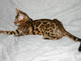 Bengalkatt