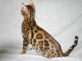 Bengal