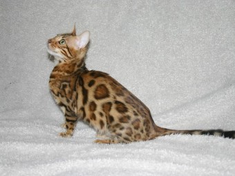 Bengal