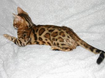 Bengalkatt