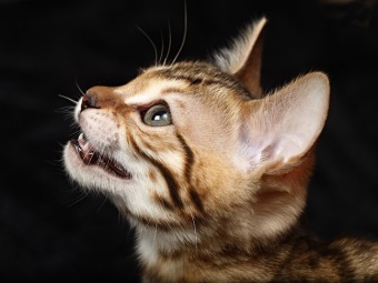 bengalkattungar, svartspotted bengal, bengaluppfödare