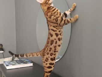 Bengal