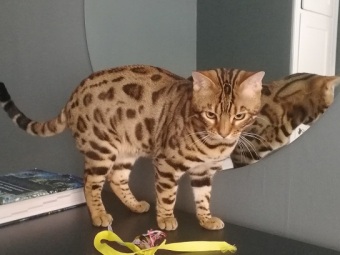 Bengal