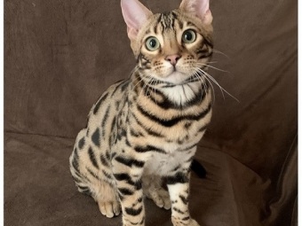 Bengal