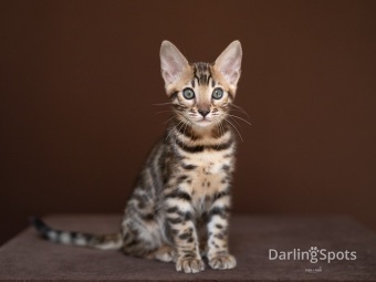 svartspotted bengal, bengakattungar, bengaluppfödare, bengaluppfödare Stockholm