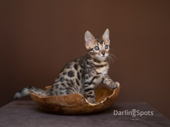 svartspotted bengal, bengakattungar, bengaluppfödare, bengaluppfödare Stockholm