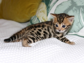 Bengalkatt