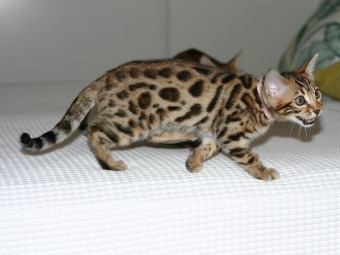 Svartspotted bengalkatt