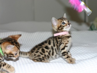 Svartspotted bengal