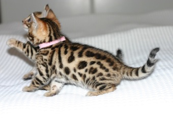 Svartspotted bengal